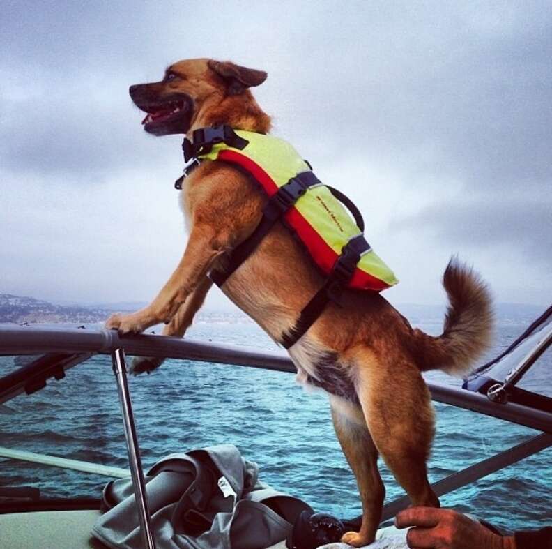 Love boat captain #dogsofinstagram #dog #adoptdontshop #indiedog  #dogswiththeirtonguesout