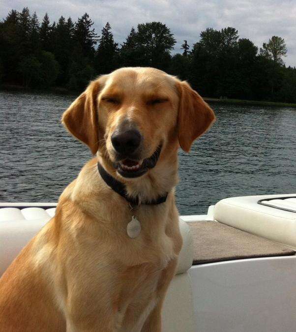 51 Dogs Who Are Thrilled To Be On A Boat - The Dodo