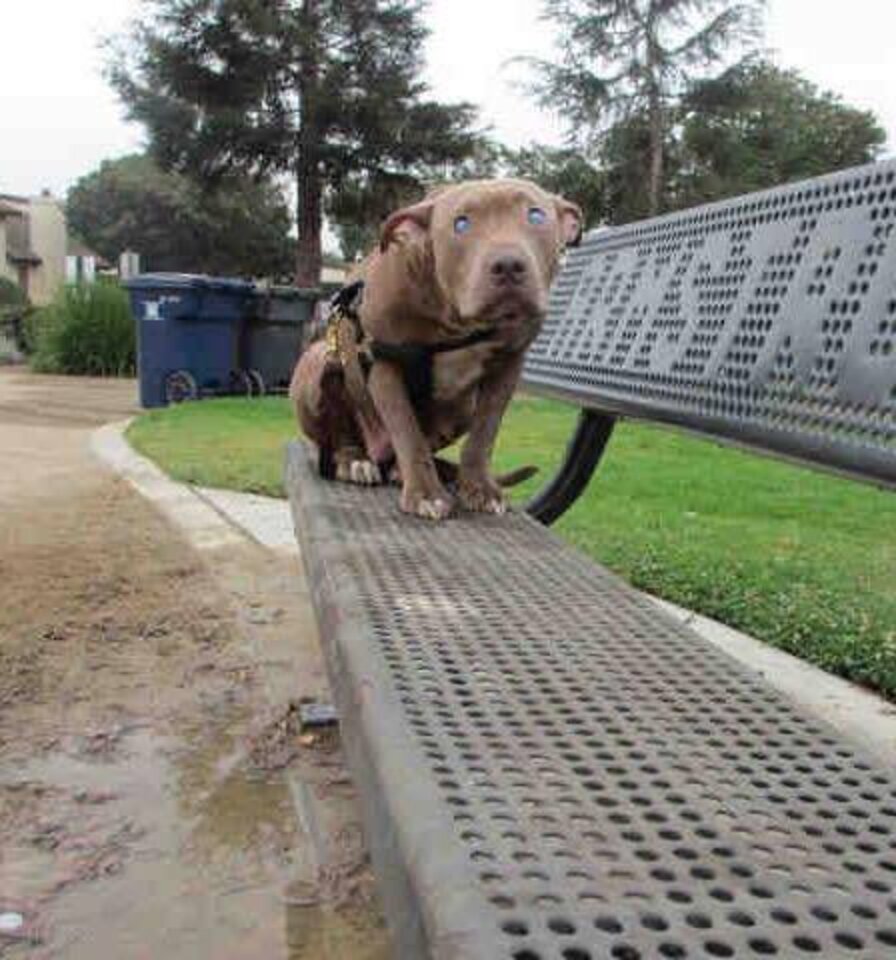 Blind Pit Bull Abandoned On Bench Learns How Love Feels - The Dodo