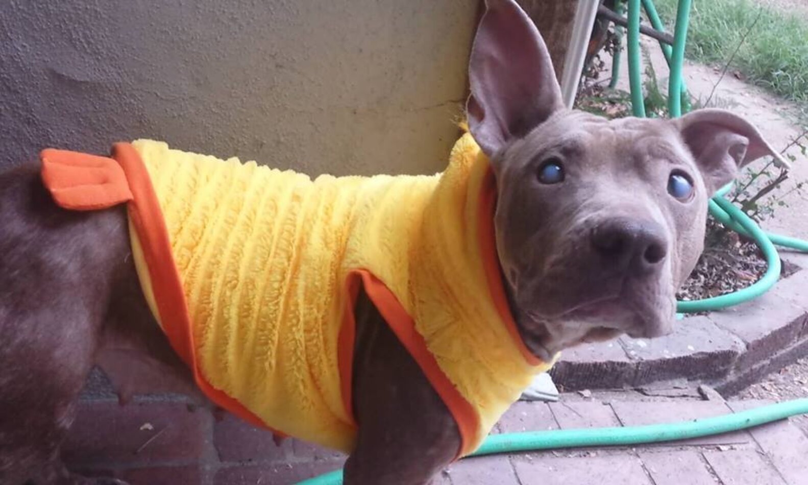 Blind Pit Bull Abandoned On Bench Learns How Love Feels - The Dodo