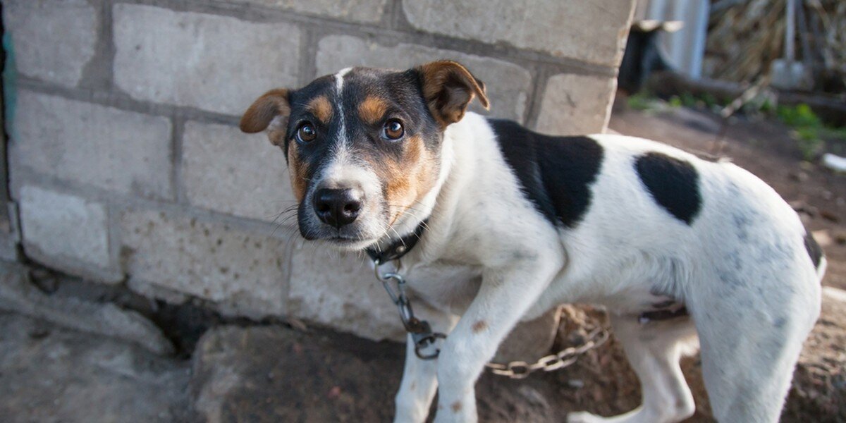 26 Can You Keep Dogs Outside