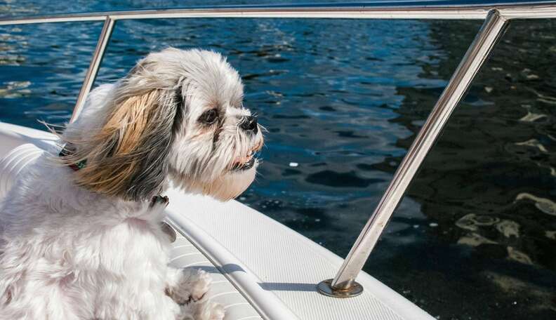 51 Dogs Who Are Thrilled To Be On A Boat - The Dodo