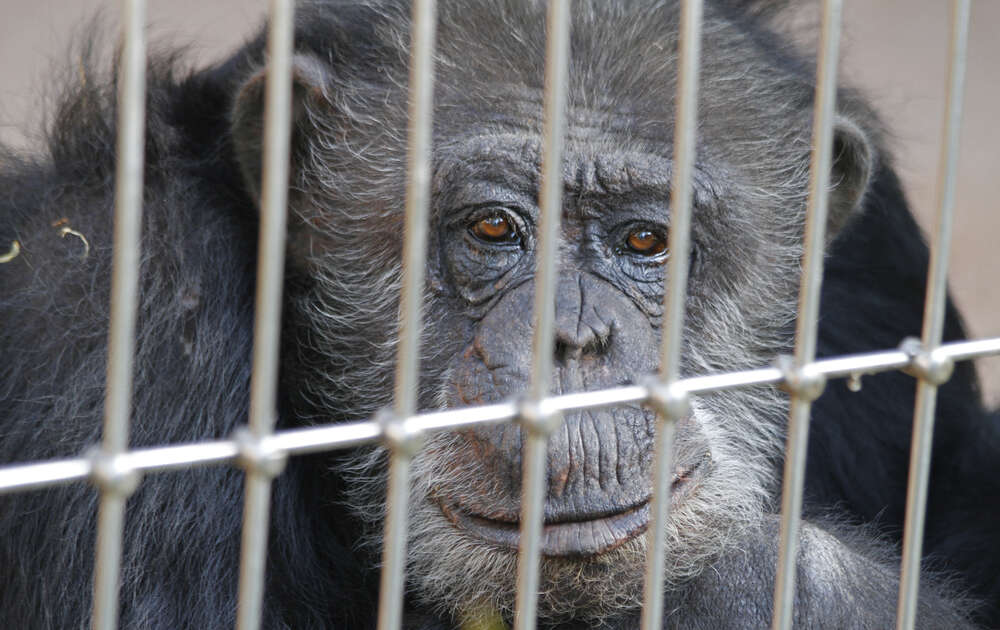 Chimp 'Personhood' Battle Rages On As Apes Languish In Lab Cages - The Dodo