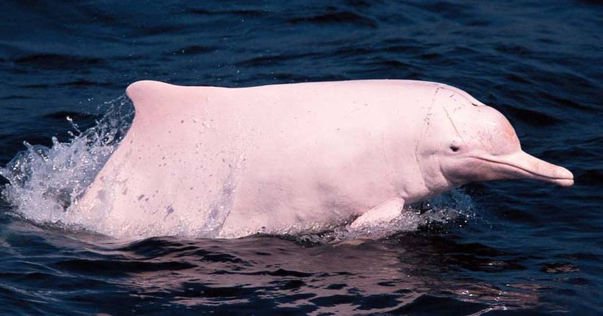 These Beautiful Pink Dolphins Could Disappear Forever The Dodo