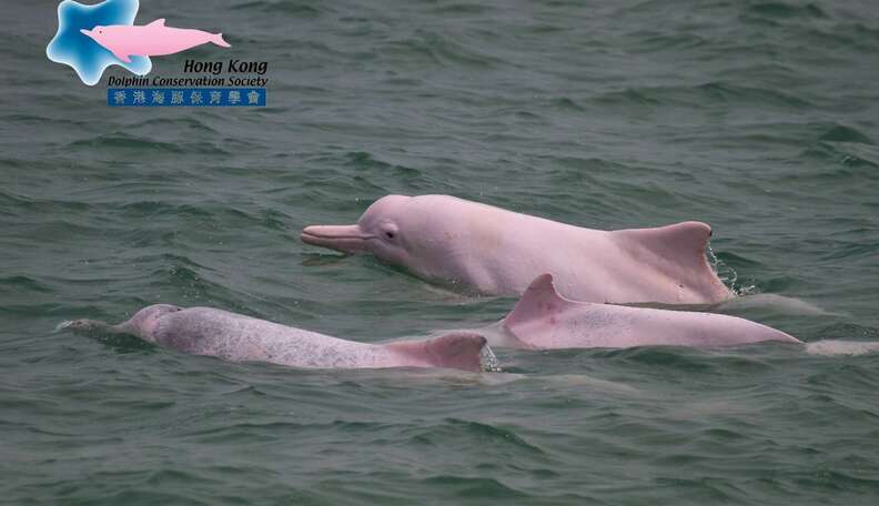 These Beautiful Pink Dolphins Could Disappear Forever The Dodo These Beautiful Pink Dolphins Could Disappear Forever The Dodo