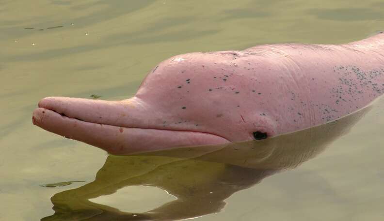 These Beautiful Pink Dolphins Could Disappear Forever The Dodo