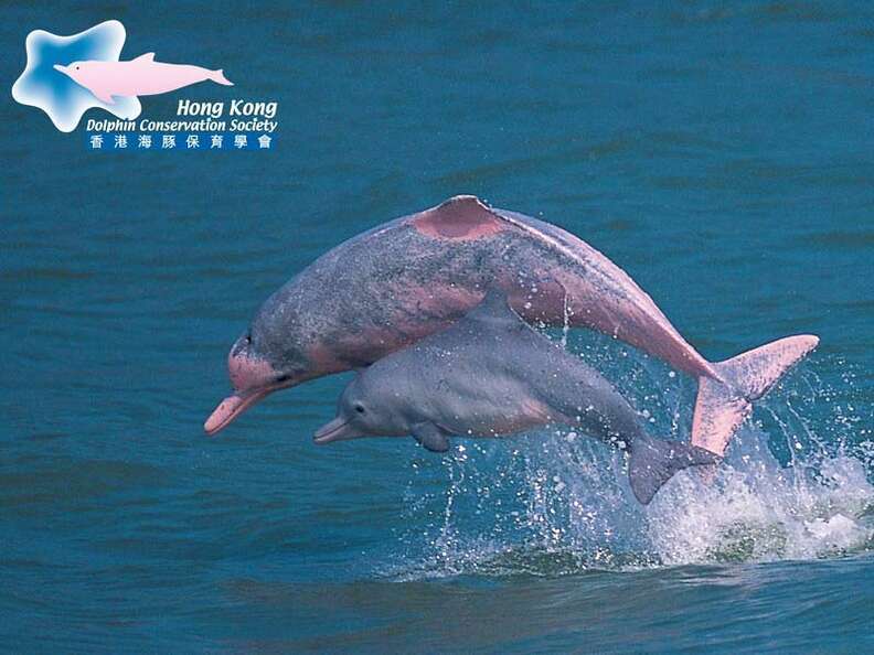 These Beautiful Pink Dolphins Could Disappear Forever The Dodo These Beautiful Pink Dolphins Could Disappear Forever The Dodo