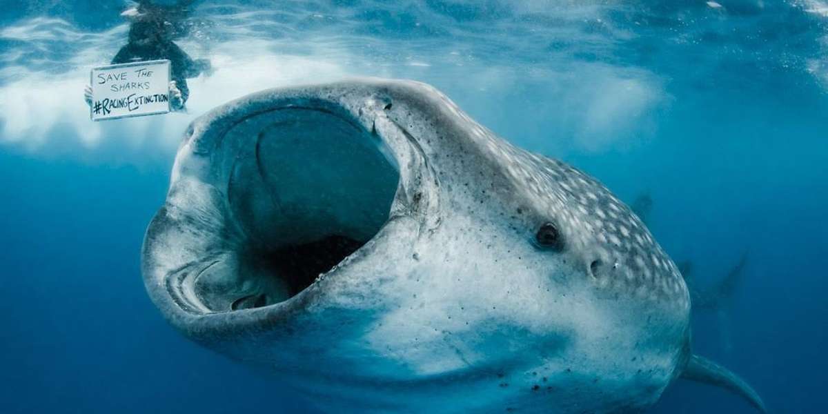 The Scariest Thing About Sharks Is If They Disappear - The Dodo