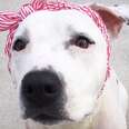 Dog Used As 'Bait' Gets Pretty Hats To Help Her Heal