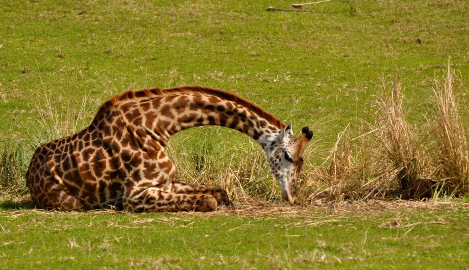 Giraffes Sleep Like They're Having The Sweetest Dreams The Dodo Giraffes Sleep Like They're Having The Sweetest Dreams The Dodo
