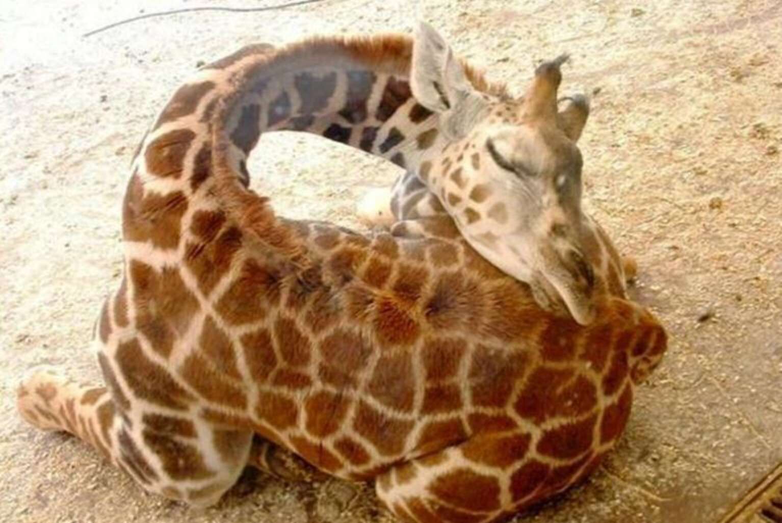 Giraffes Sleep Like They're Having The Sweetest Dreams The Dodo Giraffes Sleep Like They're Having The Sweetest Dreams The Dodo