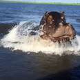 Hippo Shows Boaters Who's Boss