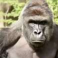 Silverback Gorilla Dies Tragically After Child Enters His Zoo Enclosure