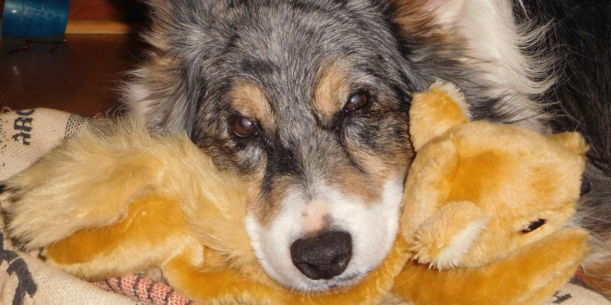 Dog Obsessed With Squirrels Finally Gets One The Dodo