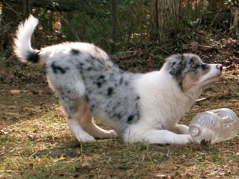 dog gets a squirrel toy
