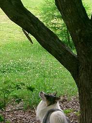 dog gets a squirrel toy