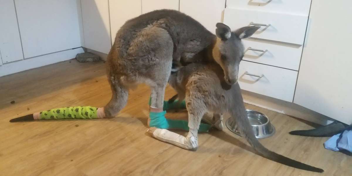 Australia Wildfires: Hundreds Of Injured Kangaroos Rescued - The Dodo