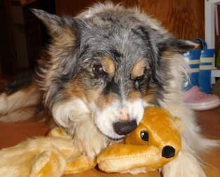 dog gets a squirrel toy