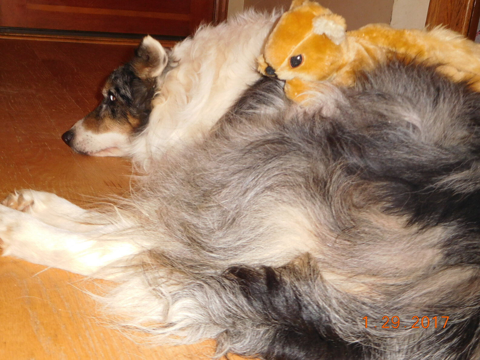 Dog Obsessed With Squirrels Finally Gets One The Dodo