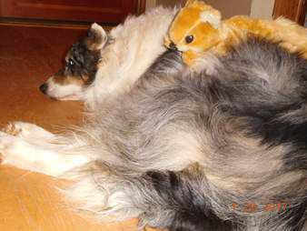 dog gets a squirrel toy