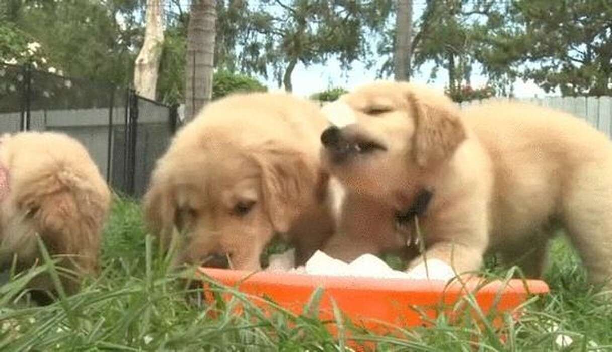 Dogs Who Have No Idea What To Do With These Ice Cubes - The Dodo
