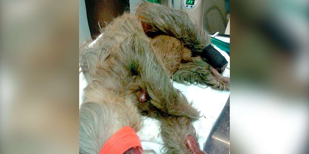 Injured Mom Sloth Won't Leave Her Baby's Side — Even During Surgery ...