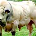 The Reason This Cow Is So Insanely Muscular