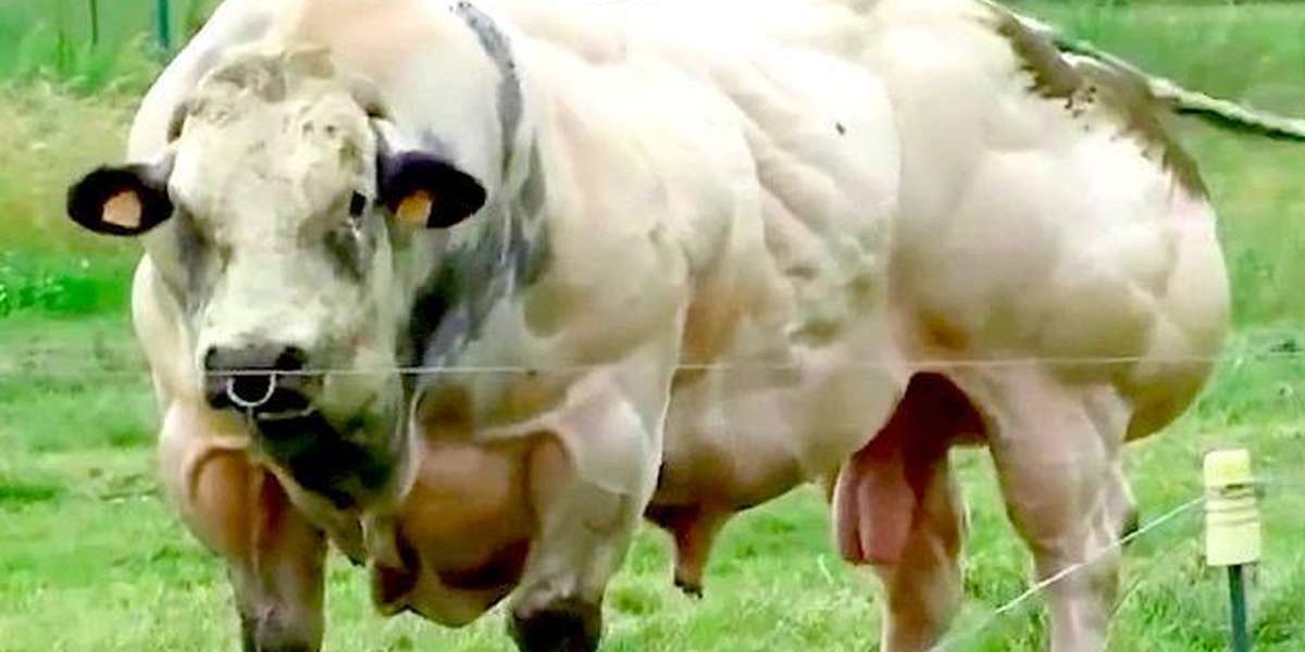 cow steroids