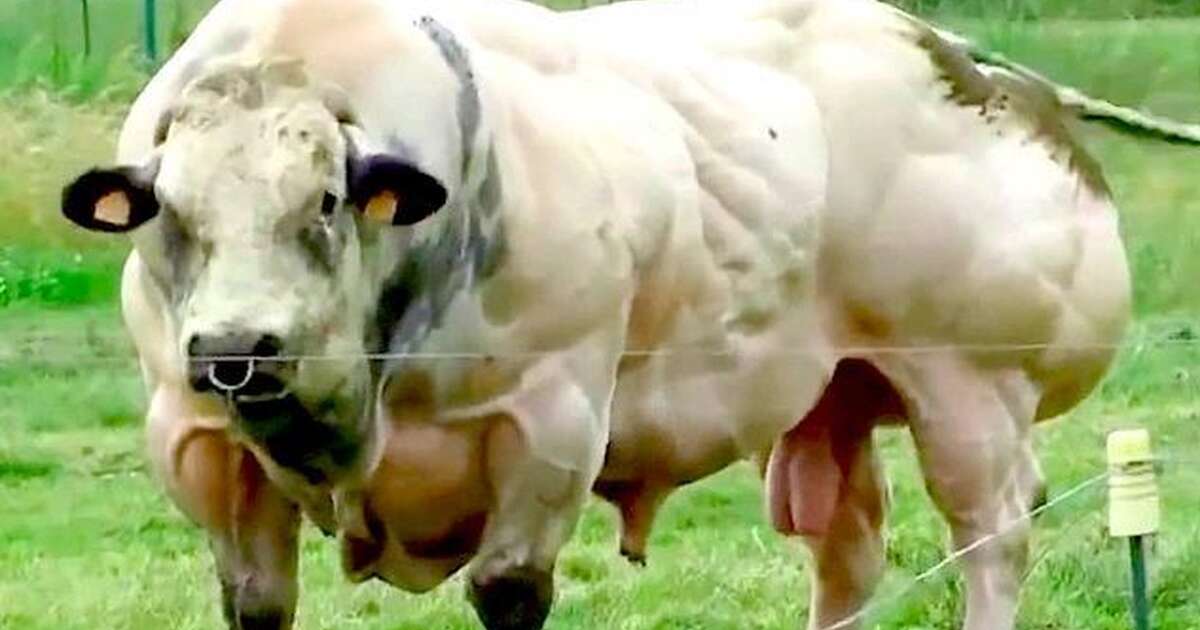 The Reason This Cow Is So Insanely Muscular - The Dodo