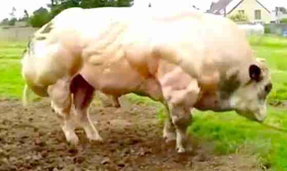 Mussel Cow The Reason This Cow Is So Insanely Muscular - The Dodo