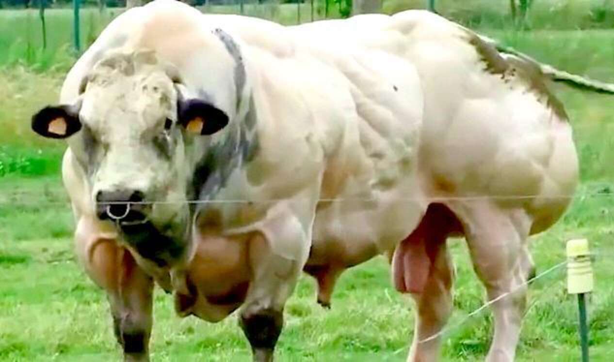 the-reason-this-cow-is-so-insanely-muscular-the-dodo