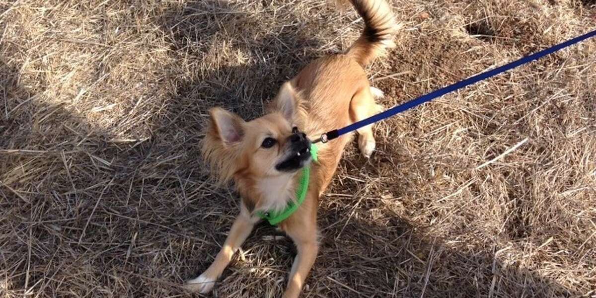 best harness for leash reactive dog