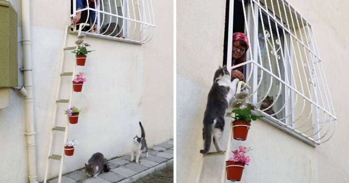 Hanging cat clearance ladder