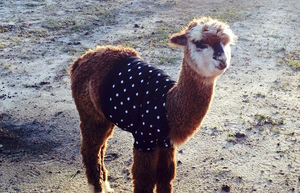 Thrift Store Sweaters Keep Baby Alpacas Warm In Winter The Dodo