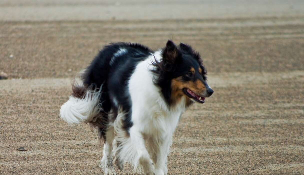 How Do I Know If My Dog Has E Coli