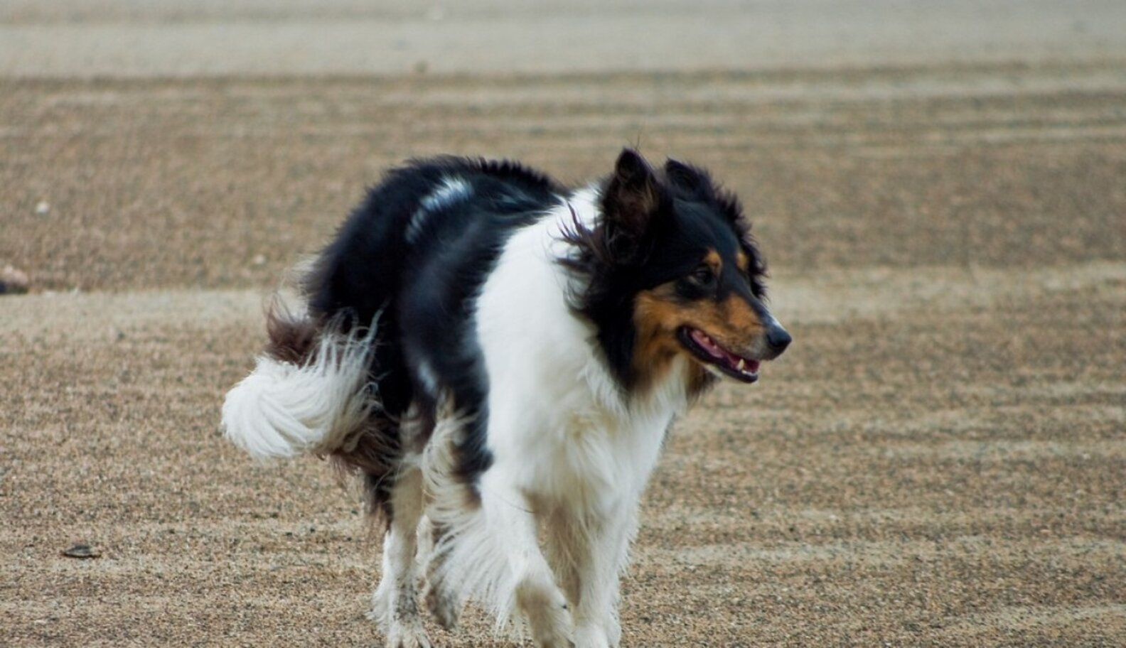 For Once, Dogs Are On Poop Patrol And Protecting You From E. Coli In