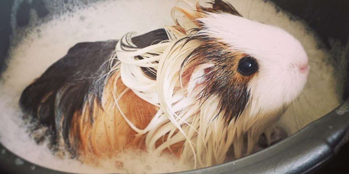 bathing my guinea pig