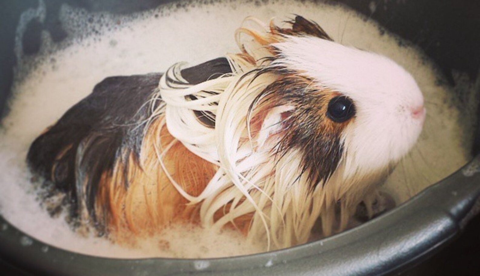 14 Squeaky Clean Guinea Pigs Soaking Up A Good Bath The Dodo