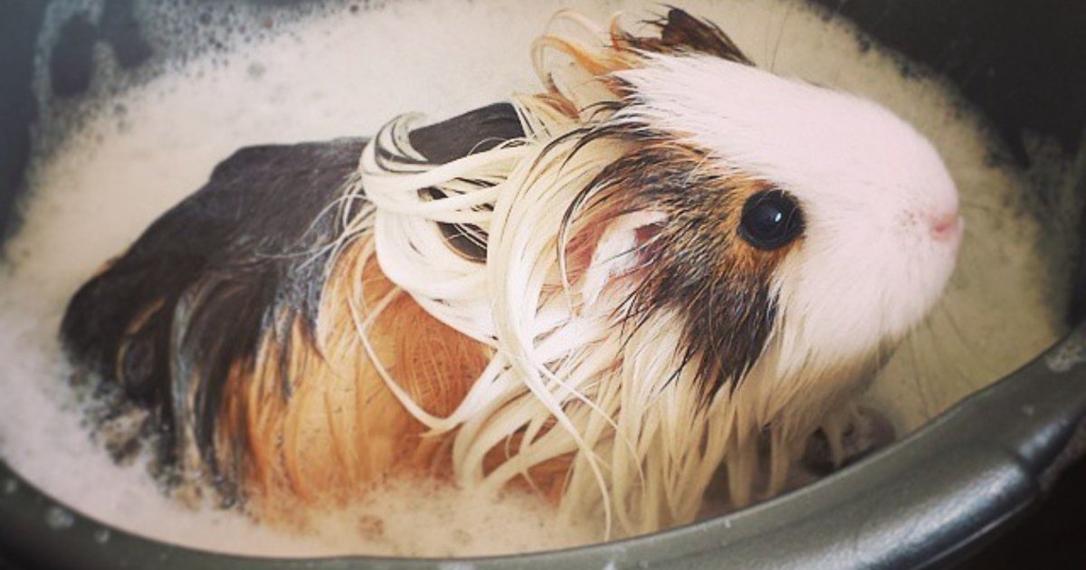 14 Squeaky Clean Guinea Pigs Soaking Up A Good Bath The Dodo