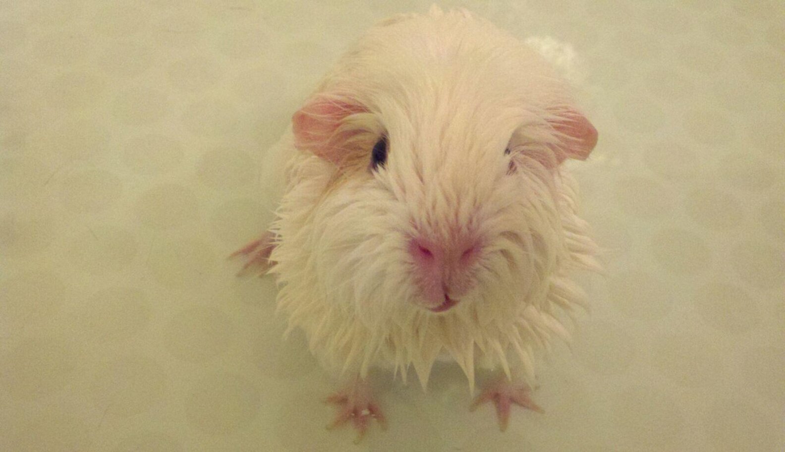 14 Squeaky Clean Guinea Pigs Soaking Up A Good Bath The Dodo