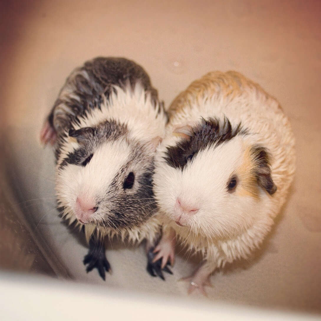 14 Squeaky Clean Guinea Pigs Soaking Up A Good Bath - The Dodo