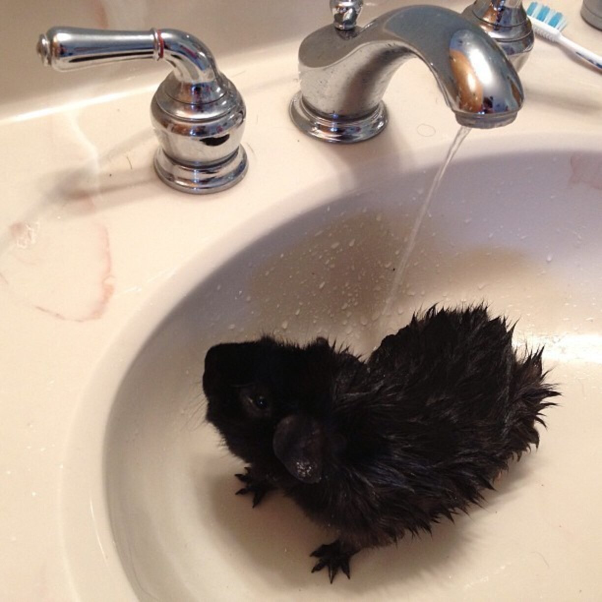 14 Squeaky Clean Guinea Pigs Soaking Up A Good Bath The Dodo