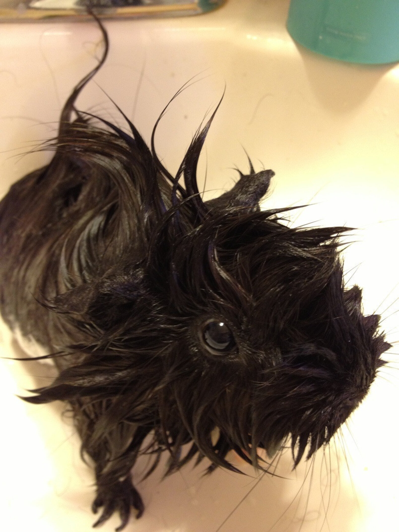 14 Squeaky Clean Guinea Pigs Soaking Up A Good Bath The Dodo