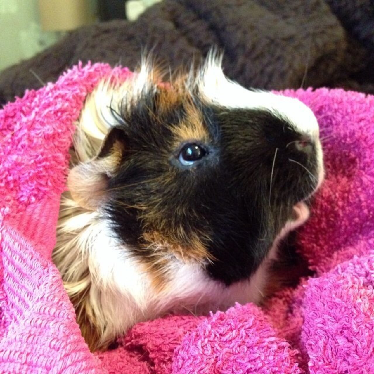 14 Squeaky Clean Guinea Pigs Soaking Up A Good Bath The Dodo