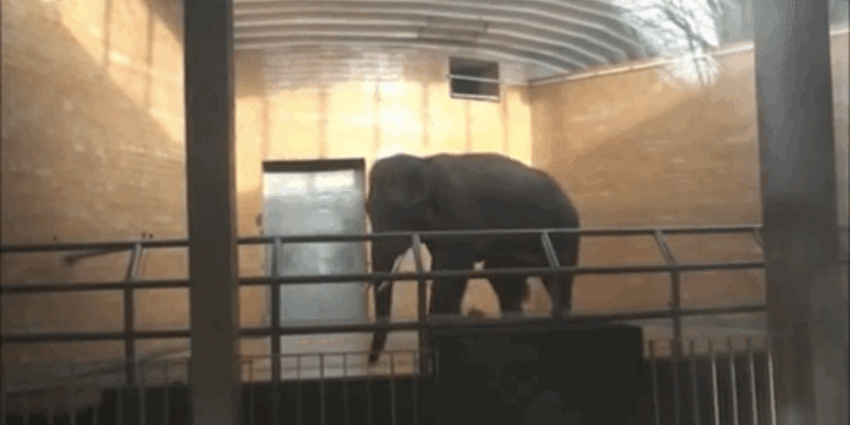 The "Cute" Zoo Animal Behaviors That Are Actually Signs Of Zoochosis - The  Dodo