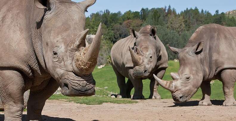 How many white rhinos are really left? - The Dodo