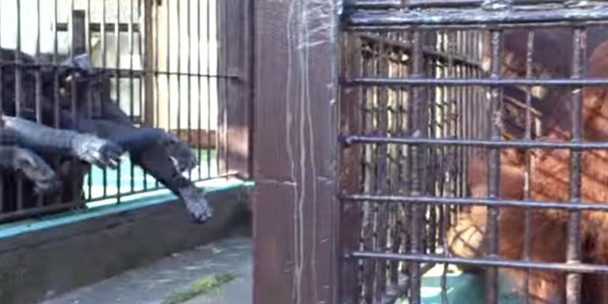 Captive Orangutan Sneaks Food To His Friends In Never-Before-Seen Act ...