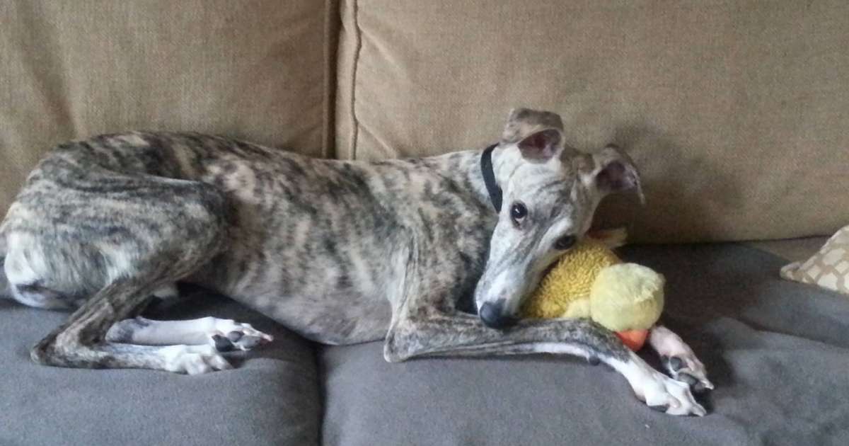 whippet rescue and placement