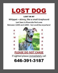 whippet rescue and placement