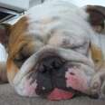 Man Disturbs Bulldog's Nap ... And Gets The Best Surprise